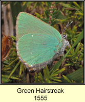 Green Hairstreak, Callophrys rubi