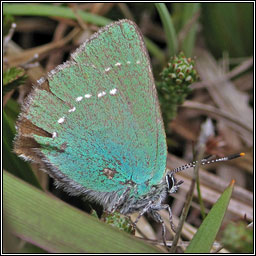 Green Hairstreak, Callophrys rubi