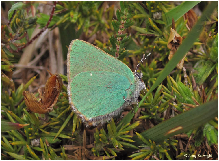 Green Hairstreak, Callophrys rubi