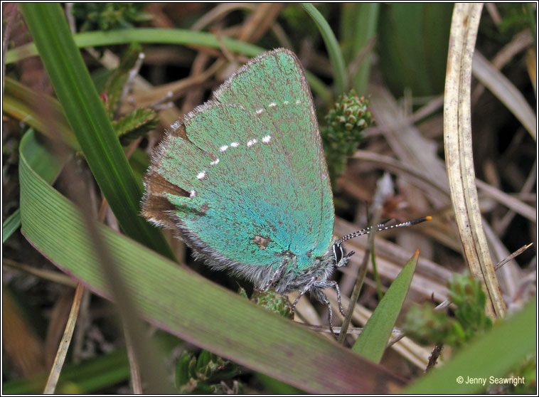 Green Hairstreak, Callophrys rubi