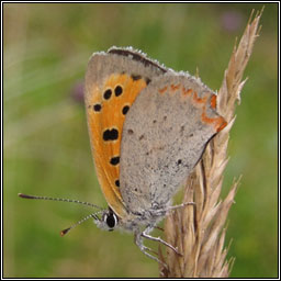 Small Copper, Lycaena phlaeas