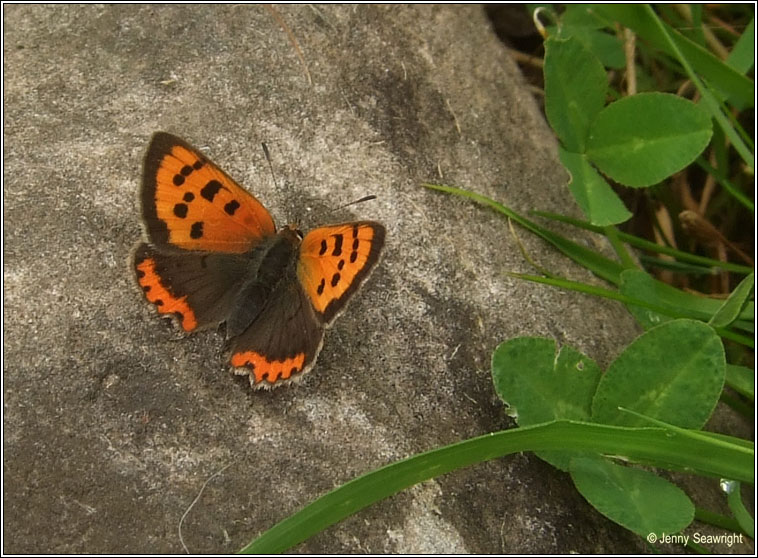 Small Copper, Lycaena phlaeas