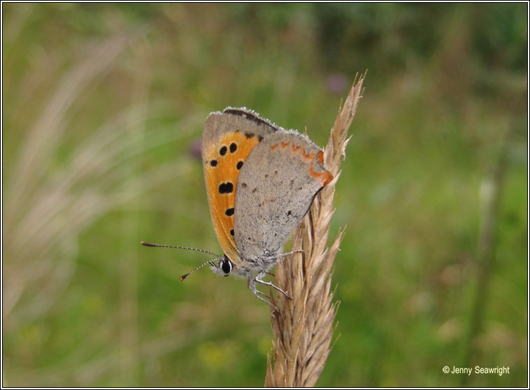 Small Copper, Lycaena phlaeas