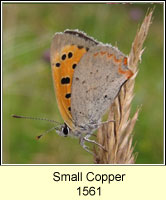 Small Copper, Lycaena phlaeas