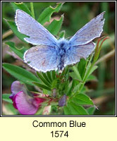 Common Blue, Polyommatus icarus