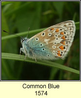 Common Blue, Polyommatus icarus