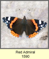 Red Admiral, Vanessa atalanta