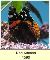 Red Admiral, Vanessa atalanta