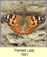 Painted Lady, Vanessa cardui