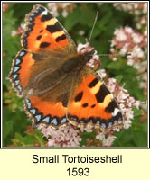 Small Tortoiseshell, Aglais urticae