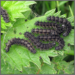 Small Tortoiseshell, Aglais urticae