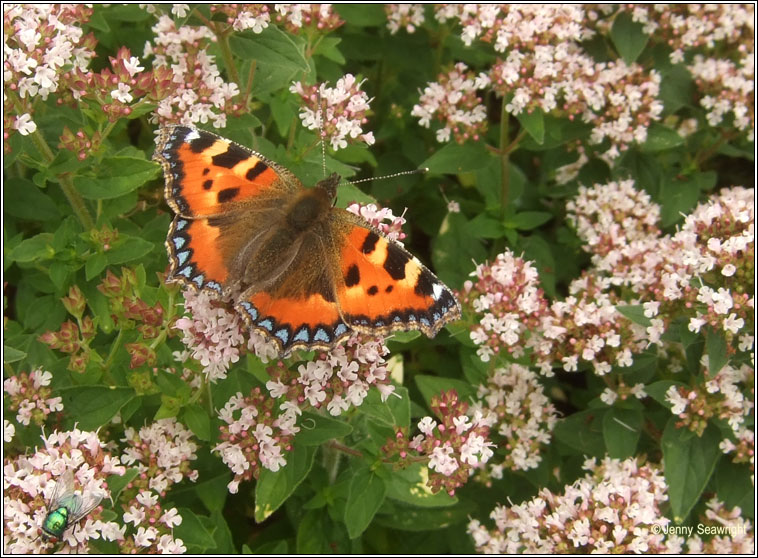 Small Tortoiseshell, Aglais urticae