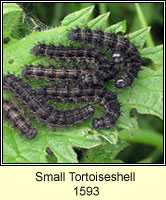 Small Tortoiseshell, Aglais urticae