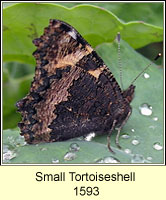 Small Tortoiseshell, Aglais urticae