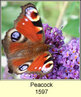 Peacock, Inachis io