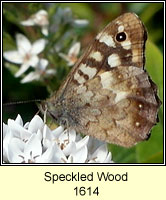 Speckled Wood, Parage aegeria