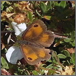 Gatekeeper, Hedge Brown