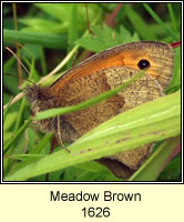 Meadow Brown, Maniola jurtina