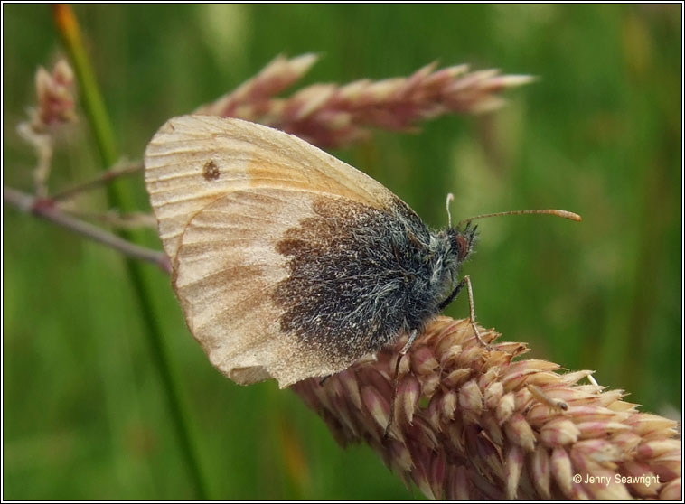 Small Heath, Coenonympha pamphilus