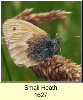 Small Heath, Coenonympha pamphilus