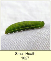 Small Heath, Coenonympha pamphilus (caterpillar)
