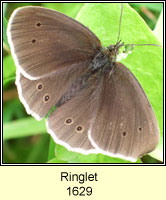 Ringlet, Aphantopus hyperantus