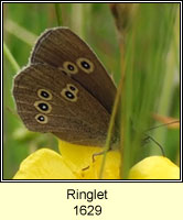 Ringlet, Aphantopus hyperantus