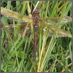 Brown Hawker, Aeshna grandis