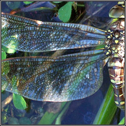 Common Hawker, Aeshna juncea