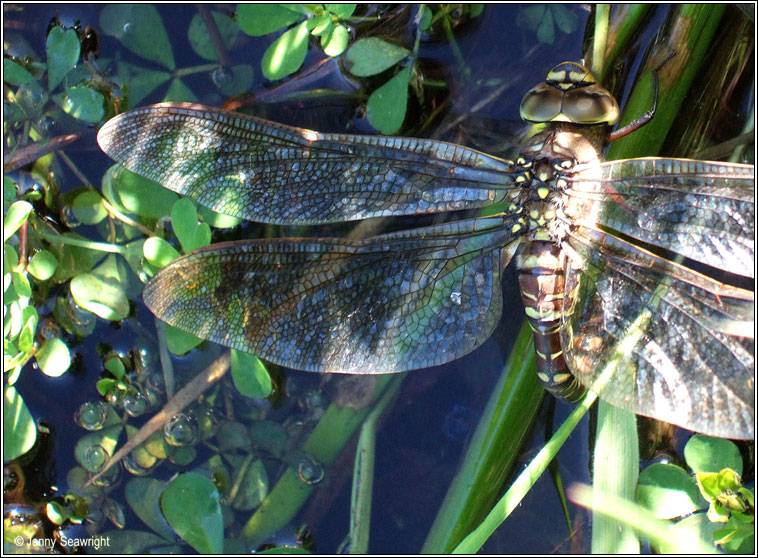 Common Hawker, Aeshna juncea