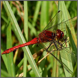 Ruddy Darter, Sympetrum sanguineum