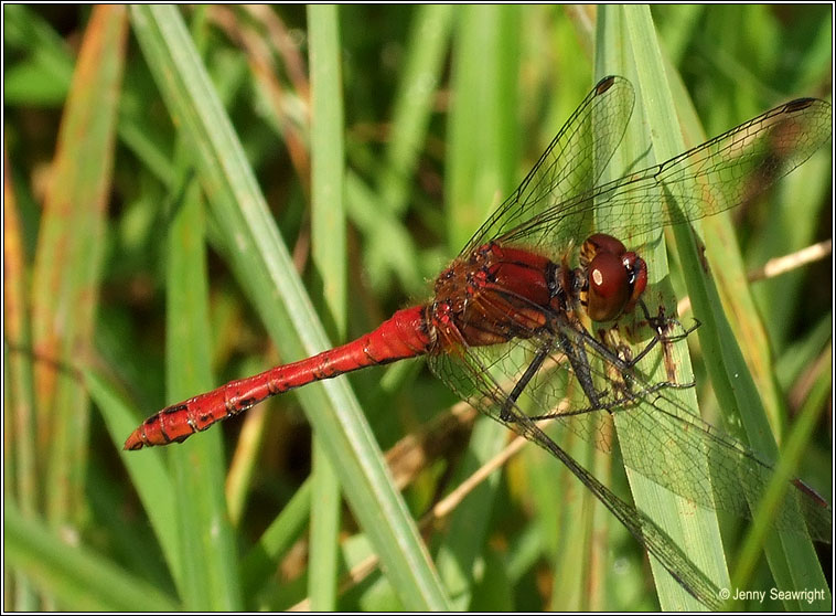 Ruddy Darter, Sympetrum sanguineum