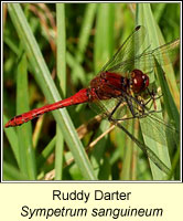 Ruddy Darter, Sympetrum sanguineum