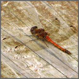 Common Darter, Sympetrum sanguineum