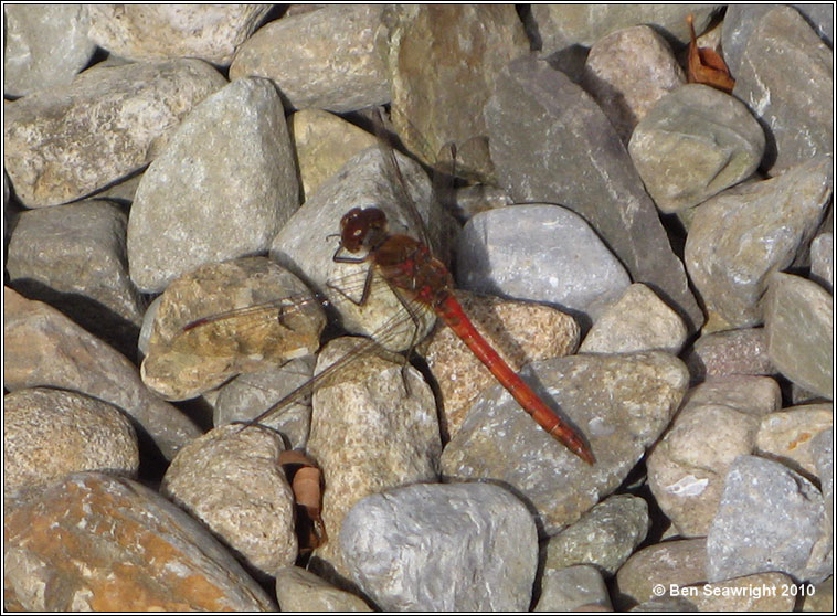 Common Darter, Sympetrum sanguineum