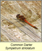 Ruddy Darter, Sympetrum sanguineum