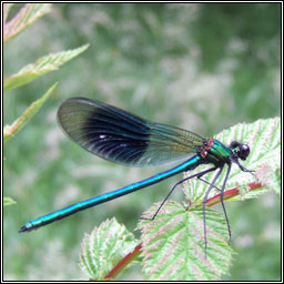 Banded Demoiselle, Calopteryx splendens