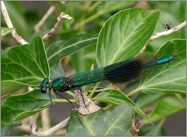 Banded Demoiselle, Calopteryx splendens