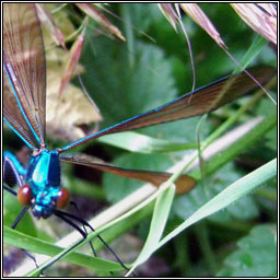 Beautiful Demoiselle, Calopteryx virgo