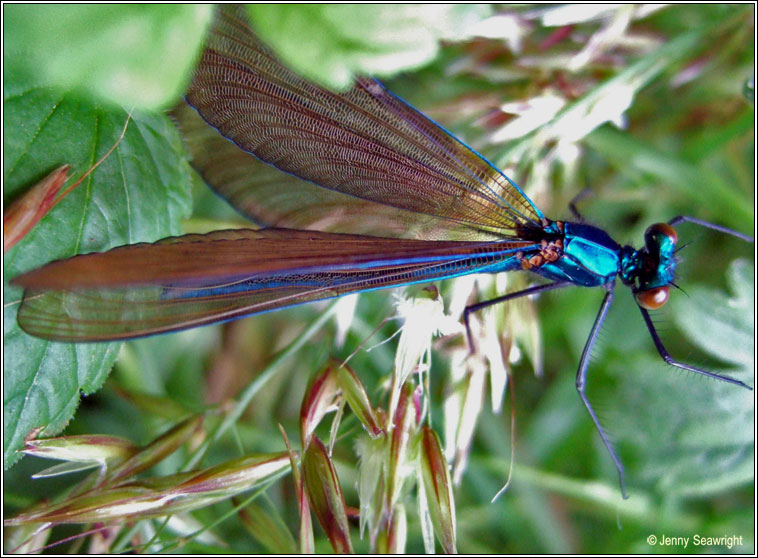 Beautiful Demoiselle, Calopteryx virgo