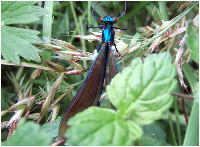 Beautiful Demoiselle, Calopteryx virgo