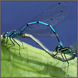 Variable Damselfly, Coenagrion pulchellum