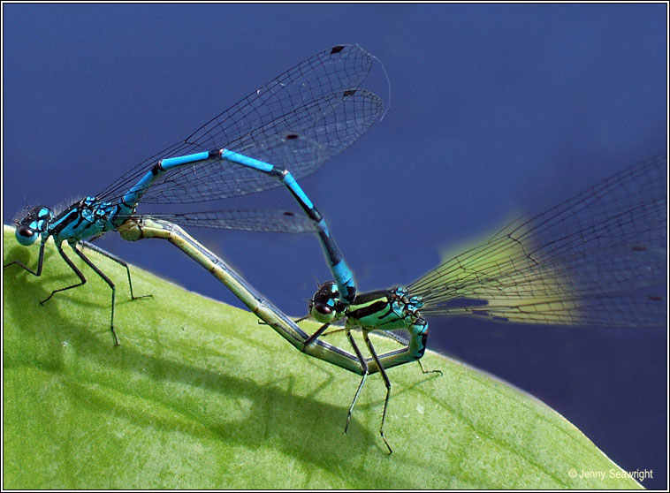 Variable Damselfly, Coenagrion pulchellum