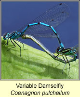 Variable Damselfly, Coenagrion pulchellum