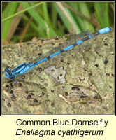 Common Blue Damselfly, Enallagma cyathigerum