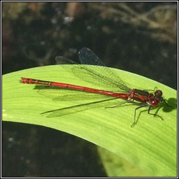 Large Red Damselfly, Pyrrhosoma nymphula