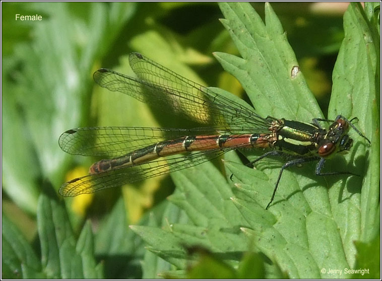 Large Red Damselfly, Pyrrhosoma nymphula