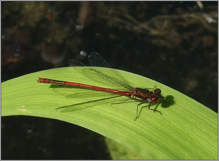 Large Red Damselfly, Pyrrhosoma nymphula