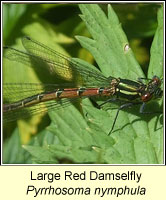 Large Red Damselfly, Pyrrhosoma nymphula