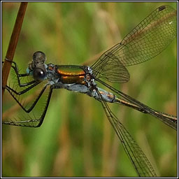 Emerald Damselfly, Lestes sponsa